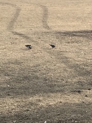 Sturnus vulgaris