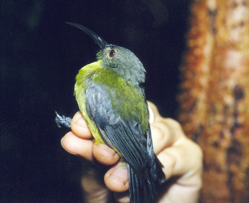 Toxorhamphus poliopterus observed 2006-05-06
