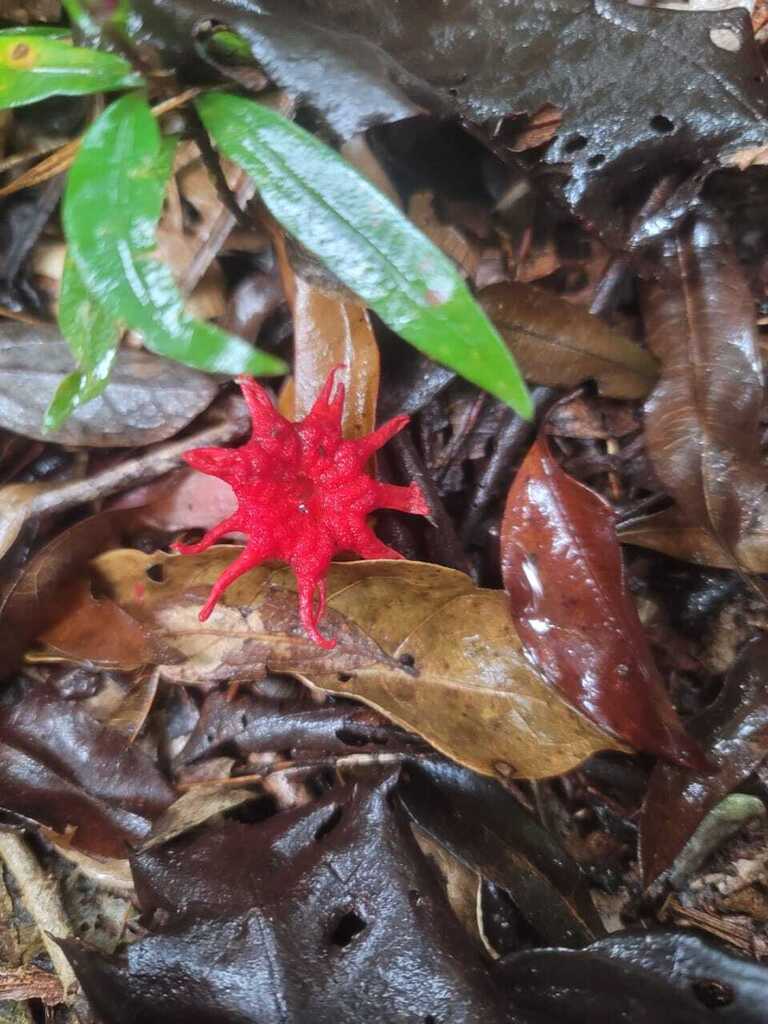 Aseroe rubra · March 2026 · photo: © bariza (iNaturalist, cc-by)