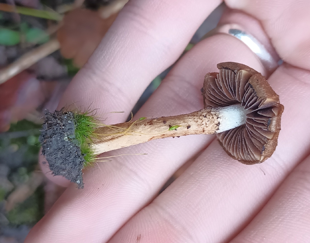 Lacrymaria lacrymabunda · March 2026 · photo: © feroxara (iNaturalist, CC)