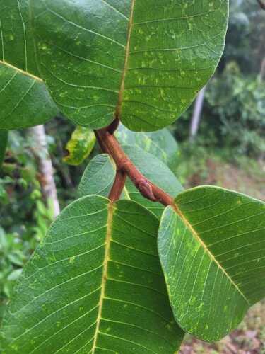 Ficus gomelleira, photograph 2