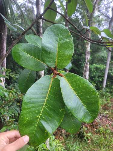 Ficus gomelleira, photograph 1