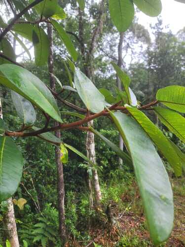 Ficus gomelleira, photograph 3