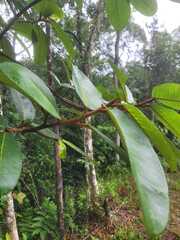 Ficus gomelleira, photograph (c) Fabrício Mil Homens Riella, some rights reserved (CC BY)