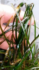 Phyllospadix scouleri