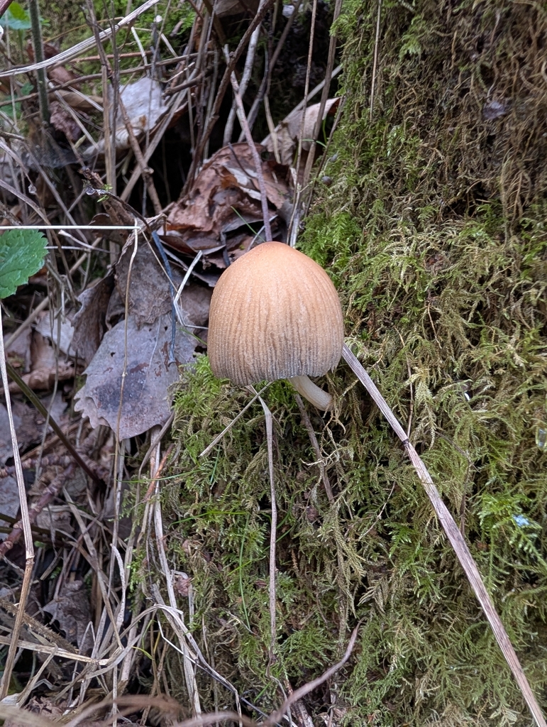 Micacei · March 2026 · photo: © heather-hyfae (iNaturalist, cc-by)
