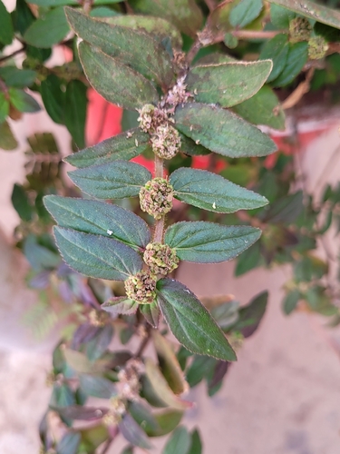 Asthma Plant