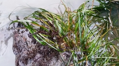 Phyllospadix scouleri