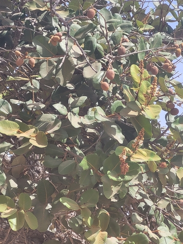 Neocarya macrophylla