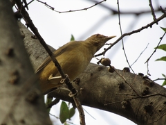 Turdus grayi
