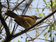 Turdus grayi