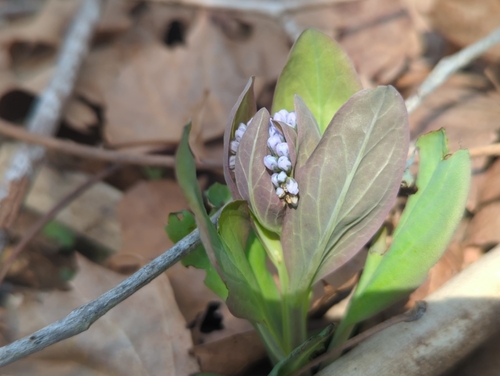 Virginia bluebells