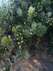 Opuntia arechavaletae