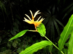 Heliconia aurantiaca