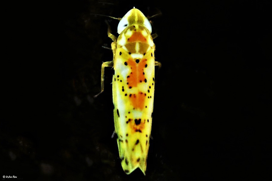 Limassolla maehongsonensis