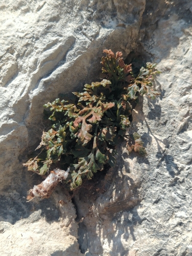 Mountain Spleenwort