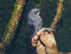 White-Eyed Robin photo 1