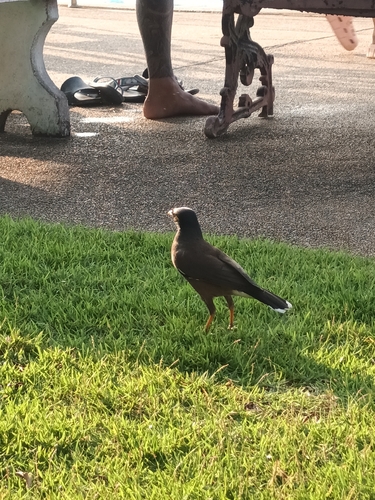 Common Myna