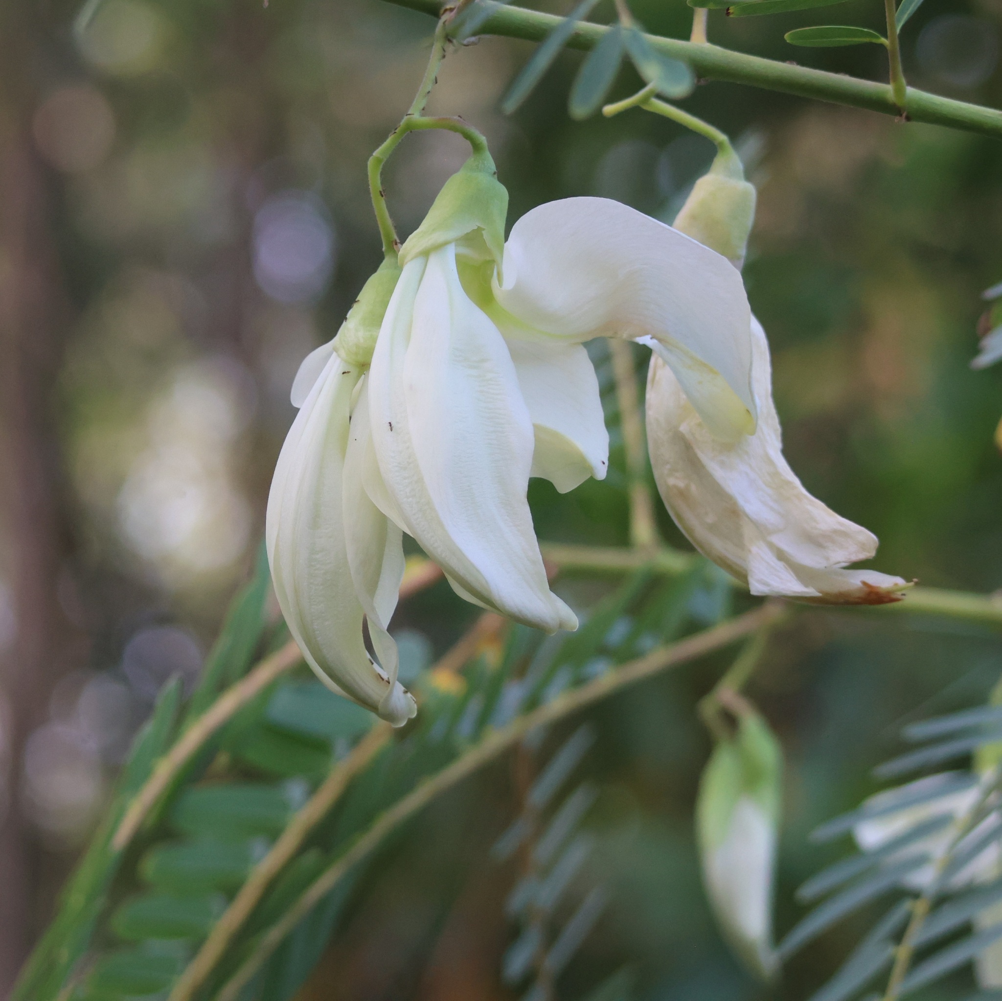 Agati (Sesbania grandiflora)