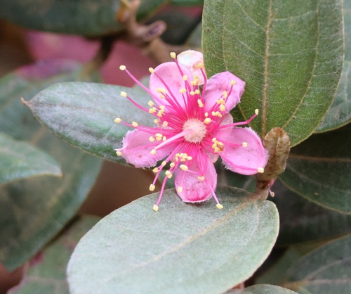 Rose Myrtle (Rhodomyrtus tomentosa)