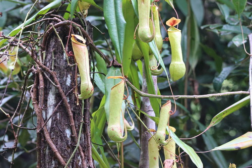 Sri Lankan pitcher plant (Nepenthes distillatoria)