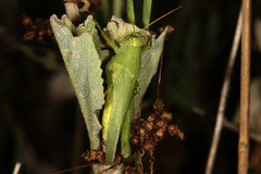 Atrachelacris