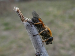 Cheilosia grossa