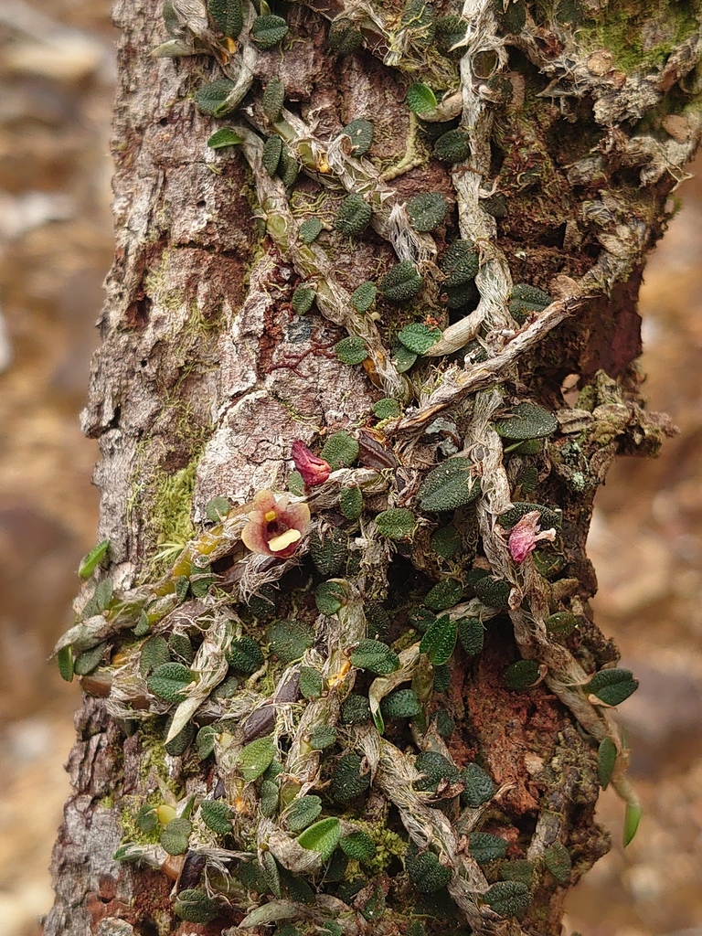 Dendrobium eruciforme Schuit., Saputra & Wanma 2