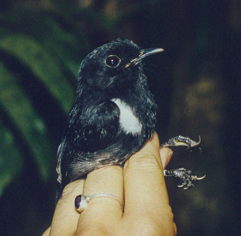 Peneothello bimaculata observed 2006-05-07