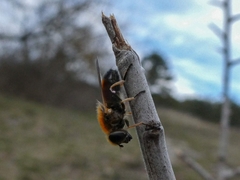 Cheilosia grossa