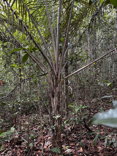 Allagoptera caudescens, photograph 6