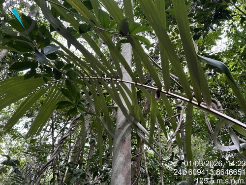 Allagoptera caudescens, photograph 5