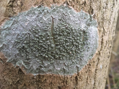 Pertusaria pertusa