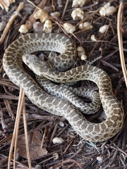 Pituophis catenifer catenifer