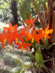 Prosthechea vitellina