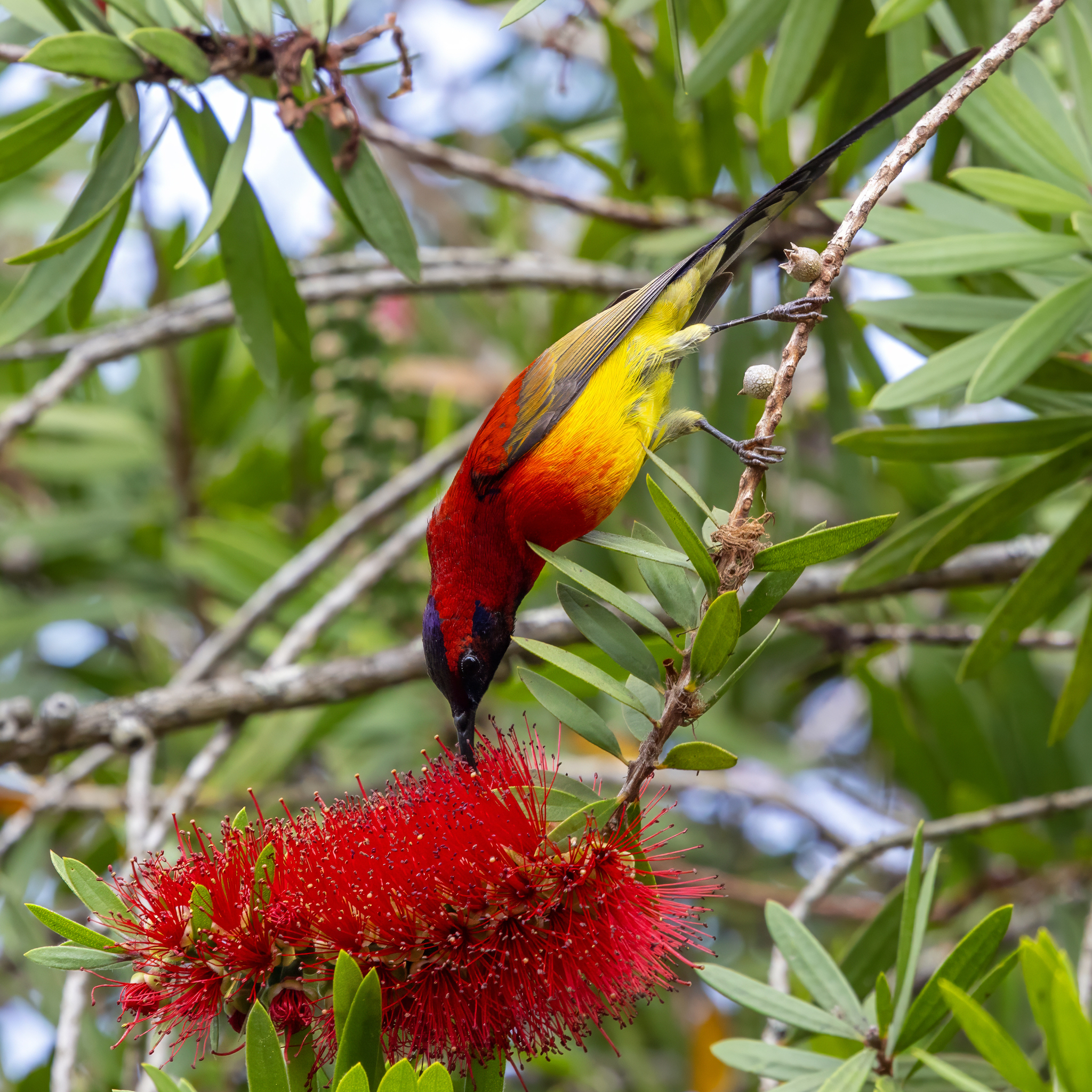 Mrs. Gould's Sunbird (Aethopyga gouldiae), photo 10