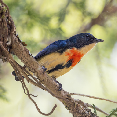 Fire-breasted Flowerpecker (Dicaeum ignipectus), photo 10