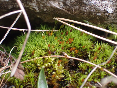 Small-mouthed Beardless-moss (Weissia brachycarpa)