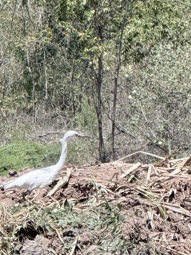 Little Blue Heron