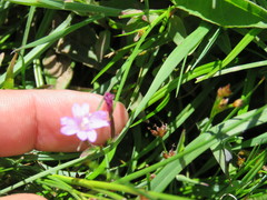 Epilobium alsinifolium