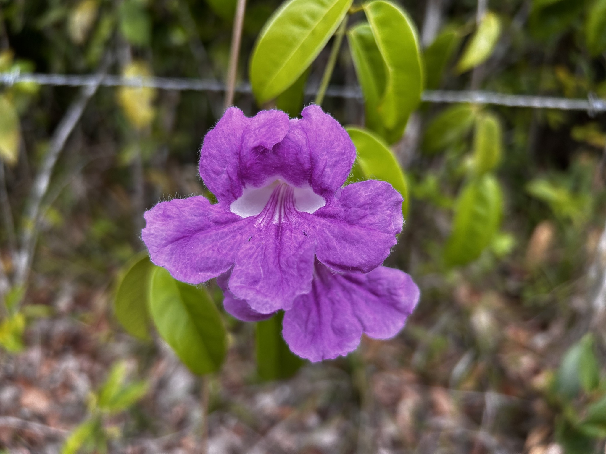 Trinidad Pink Trumpet Vine (Bignonia corymbosa)
