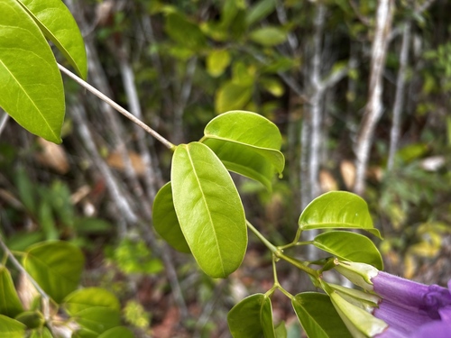 Bignonia corymbosa, photograph 6