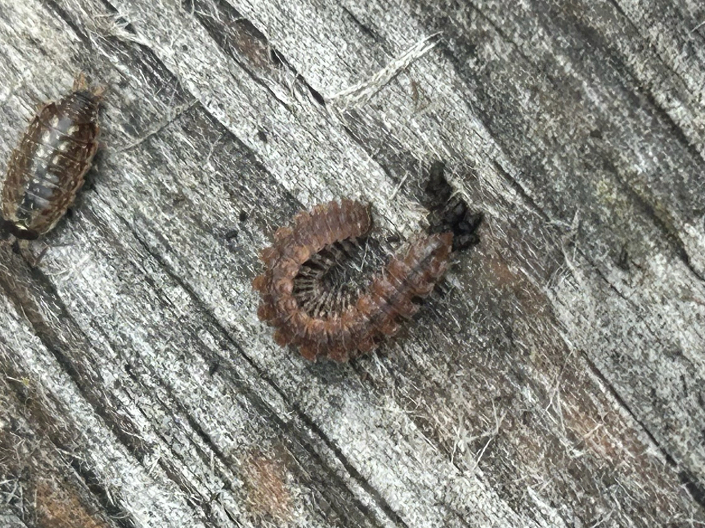 Common Pink Flat-back from Overbrook Ave, Dallas, PA, US on March 16 ...