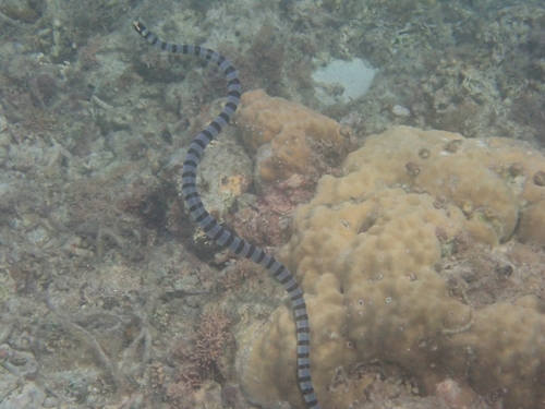 Yellow-lipped Sea Krait