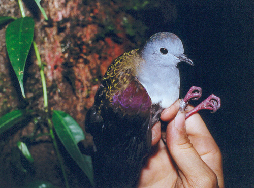 Pampusana beccarii, 2006-05-11