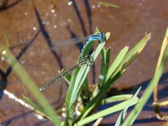 Coenagrion mercuriale