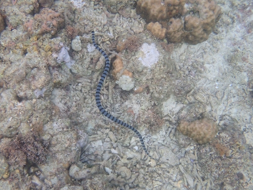 Yellow-lipped Sea Krait