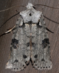 Lithophane querquera