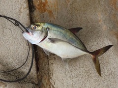 Caranx latus