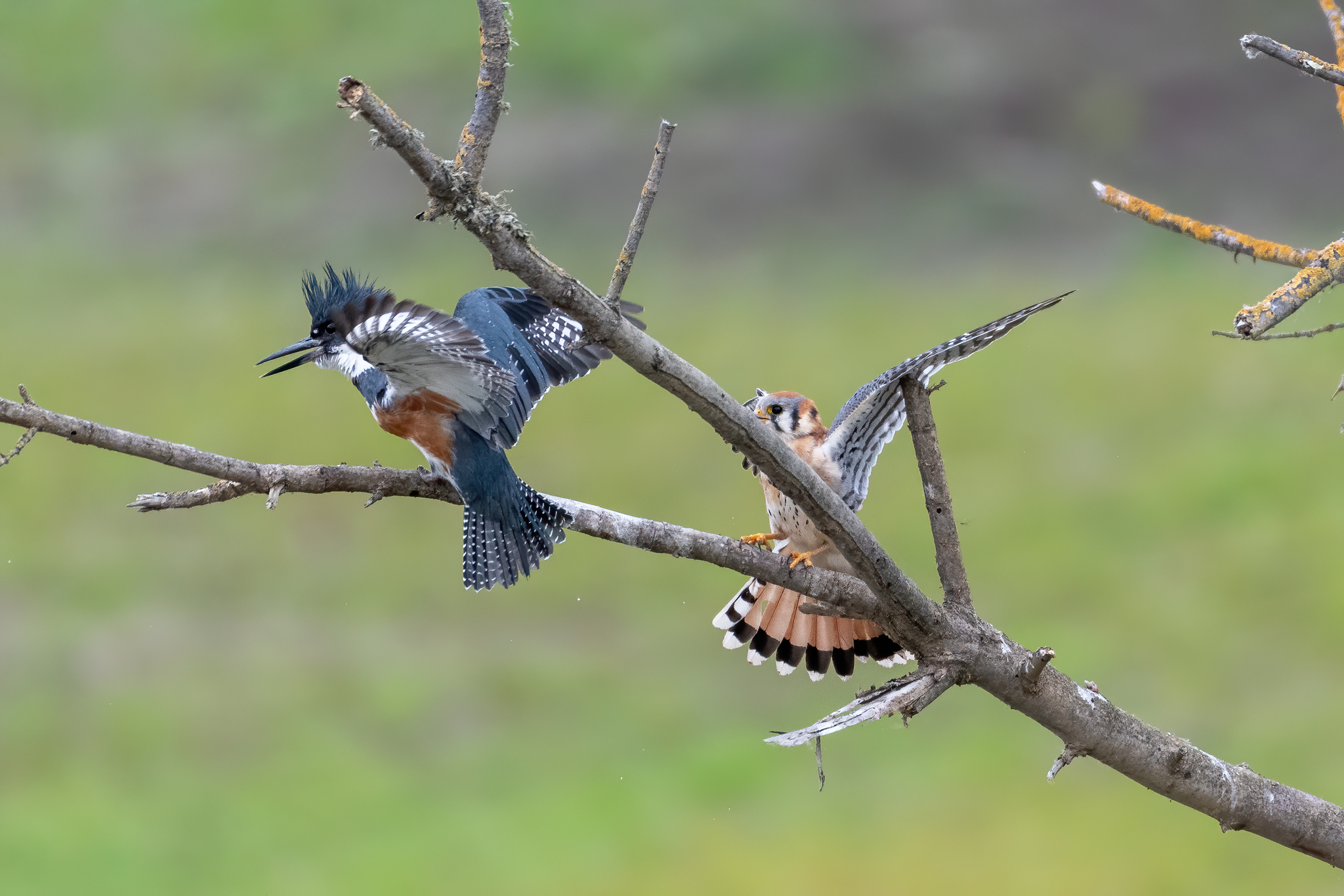 Belted Kingfisher (Megaceryle alcyon)